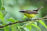 Rusty-margined Flycatcher